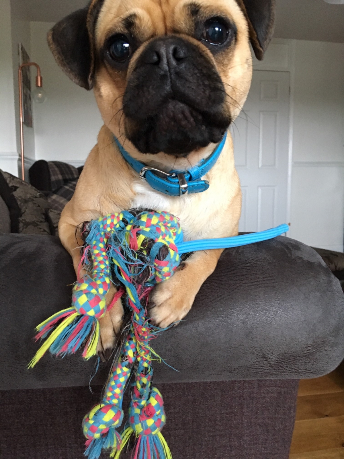 DOG COMFORT VISITING PLAYTIME!