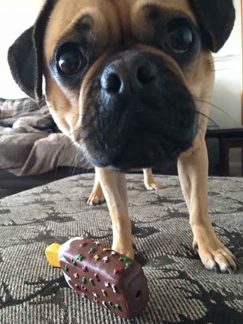 DOG COMFORT VISITING PLAYTIME!
