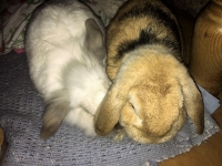 Minnie & Lenny - Dwarf Lop Eared Rabbits.
FBM Service Provided - Pet Sitting.