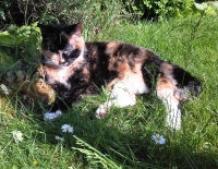Mrs Wu - 13 Years Young - British Domestic Shorthair.
FBM Service Provided - Cat Sitting, Twice Daily Visiting.