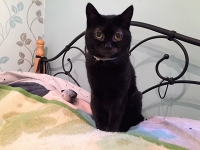 Sméagol - 13 Years Young - British Domestic Shorthair.
FBM Service Provided - Cat Sitting, Twice Daily Visiting.