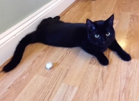 Stuart - 1 Year Old - British Domestic Shorthair.
FBM Service Provided - Cat Sitting, Twice Daily Visiting.