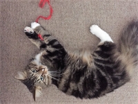 Milly - 2 Years Old - Tabby With White.
FBM Service Provided - Cat Sitting & 'Pop In' Visiting.