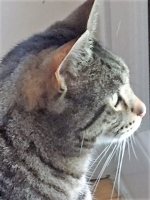 Buxton - 6 Years Old - British Domestic Shorthair.
FBM Service Provided - Cat Sitting & 'Pop In' Visiting.