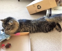 Theo - 5 Years Old - Medium Hair Tabby.
FBM Service Provided - Cat Sitting, Twice Daily Visiting & Separate Comfort Visiting.