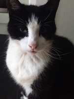 Archie - 14 Years Young - British Domestic Shorthair.
FBM Service Provided - Cat Sitting, Twice Daily Visiting.