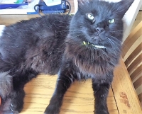 Boris - 7 Year Old - British Domestic Longhair.
FBM Service Provided - 'Pop In' Visiting.