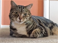 Beauty - 8 Years Old - British Domestic Shorthair.
FBM Service Provided - Cat Sitting, Twice Daily Visiting.