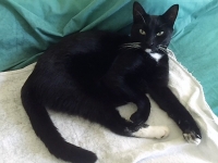 Knuckles - 8 Years Old - British Domestic Shorthair.
FBM Service Provided - Cat Sitting, Twice Daily Visiting.