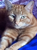 Fudge - 11 Years Young - British Domestic Shorthair.
FBM Service Provided - Cat Sitting, Twice Daily Visiting.