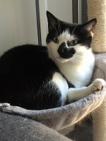 Casper - 4 Years Old - British Domestic Shorthair.
FBM Service Provided - Cat Sitting, Twice Daily Visiting.