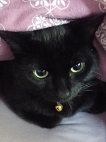 Oreo - 2 Years Old - Bengal Cross.
FBM Service Provided - Cat Sitting, Twice Daily Visiting.