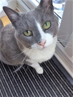 Elsie - 14 Years Young - British Domestic Shorthair.
FBM Service Provided - Cat Sitting, Twice Daily Visiting.