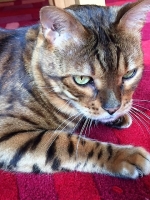 Oscar - 10 Years Old - Bengal.
FBM Service Provided - Cat Sitting, Twice Daily Visiting.