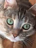 Miley - 3 Years Old - British Domestic Shorthair.
FBM Service Provided - Cat Sitting, Twice Daily Visiting.