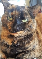 Daisy - 11 Years Young - British Domestic Shorthair Tortoiseshell.
FBM Service Provided - Cat Sitting, Twice Daily Visiting.