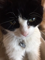 Mr T (Twinkle) - 11 Years Young - British Domestic Shorthair.
FBM Service Provided - Cat Sitting, Twice Daily Visiting.