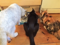 Cosmo 7 Years Old (White Black Tipped) - Archie (Black/White) & Lily (Tri-Colour With White) Both 6 Months Old.
British Domestic Shorthair.
FBM Service Provided - Cat Sitting, Twice Daily Visiting.