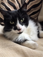 Alan - 10 Years Old - British Domestic Longhair.
FBM Service Provided - Cat Sitting, Twice Daily Visiting.