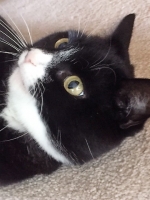 Coco - 11 Years Young - British Domestic Shorthair.
FBM Service Provided - Cat Sitting, Twice Daily Visiting.