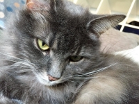 Luna - 5 Years Old - British Domestic Longhair.
FBM Service Provided - Cat Sitting, Daily Visiting.