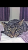 Boris - 5 Years Old - Short Hair Tabby.
FBM Service Provided - Cat Sitting, Daily Visiting.