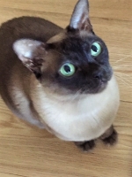 Tiffin - 7 Years Old - Burmese.
FBM Service Provided - Cat Sitting, Daily Visiting.