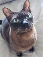 Coco - 7 Years Old - Burmese.
FBM Service Provided - Cat Sitting, Daily Visiting.