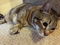 Nemo - 9 Years Old - Tabby European.
Right Front Leg Amputee.
FBM Service Provided - Cat Sitting, Twice Daily Visiting.
