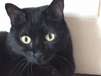 Little Prince - 6 Years Old - Domestic Shorthair European.
Cerebellar Ataxia Condition.
FBM Service Provided - Cat Sitting, Twice Daily Visiting.