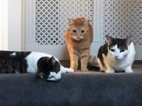Mia, Leo & Romeo - 8 Months (Black & White) & One & Half Year Old (Ginger) - British Domestic Shorthair.
FBM Service Provided - Cat Sitting, Twice Daily Visiting.