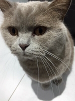 Cara - 2 Years Old - British Domestic Shorthair.
FBM Service Provided - Cat Sitting, Twice Daily Visiting.