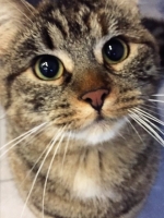 Neko - 1 Year Old - British Domestic Shorthair.
FBM Service Provided - Cat Sitting, Twice Daily Visiting.