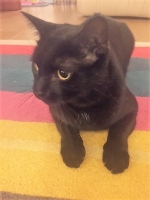 Monty - 2 Years Old - British Domestic Shorthair.
FBM Service Provided - Cat Sitting, Twice Daily Visiting.