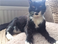 Jessie - 18 Years Young - British Domestic Medium Hair.
FBM Service Provided - Cat Sitting, Twice Daily Visiting.
