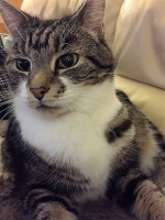 Bella - British Domestic Shorthair.
FBM Service Provided - Cat Sitting, Twice Daily Visiting.