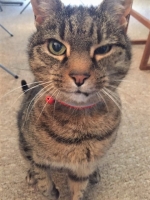 Bert - 12 Years Young - British Domestic Shorthair.
FBM Service Provided - Cat Sitting, Daily Visiting.