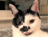 Carly - 3 Years Old - British Domestic Shorthair.
FBM Service Provided - Cat Sitting, Twice Daily Visiting.