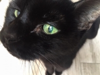 Micia - 19 Years Young - British Domestic Shorthair.
FBM Service Provided - Cat Sitting, Twice Daily Visiting.