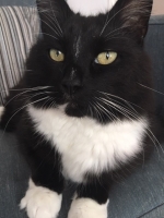 Max - 9 Years Old - Large Domestic Longhair.
FBM Service Provided - Cat Sitting, Daily Visiting.