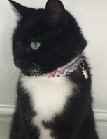 Millie - 12 Years Young - British Domestic Medium Hair.
FBM Service Provided - Cat Sitting, Twice Daily Visiting.