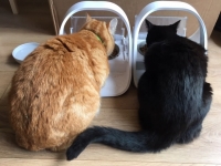 Rusty & Pip - 2 Years Old - Siberian Cross.
FBM Service Provided - Cat Sitting, Twice Daily Visiting.