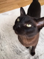 Buddy - 4 Years Old - Burmese.
FBM Service Provided - Cat Sitting, Twice Daily Visiting.
