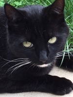 Kitty - 6 Years Old - British Domestic Shorthair
FBM Service Provided - Cat Sitting, Daily Visiting.