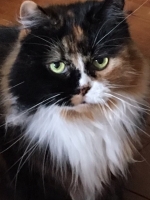 Hazey - 12 Years Young - British Domestic Longhair.
FBM Service Provided - Cat Sitting, Twice Daily Visiting.