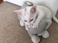 Boo - 14 weeks - Siamese Cross.
FBM Service Provided - Cat Sitting, Twice Daily Visiting.