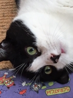 Smudge - 10 Years Old - British Domestic Shorthair.
FBM Service Provided - Cat Sitting, Three Times Daily Visiting.