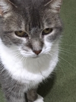 Philomena - 16 Years Young - Grey & White Tabby.
FBM Service Provided - Cat Sitting, Three Times Daily Visiting.