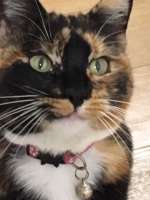 TC - 1 & Half Year Old - British Domestic Shorthair.
FBM Service Provided - Cat Sitting, Twice Daily Visiting.
