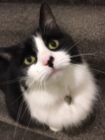 Marley - 7 Years Old - Domestic Medium Hair Cross.
FBM Service Provided - Cat Sitting, Daily Visiting.